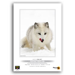 Permajet Classic FineArt Portrait White 285 A3 (25 hojas)